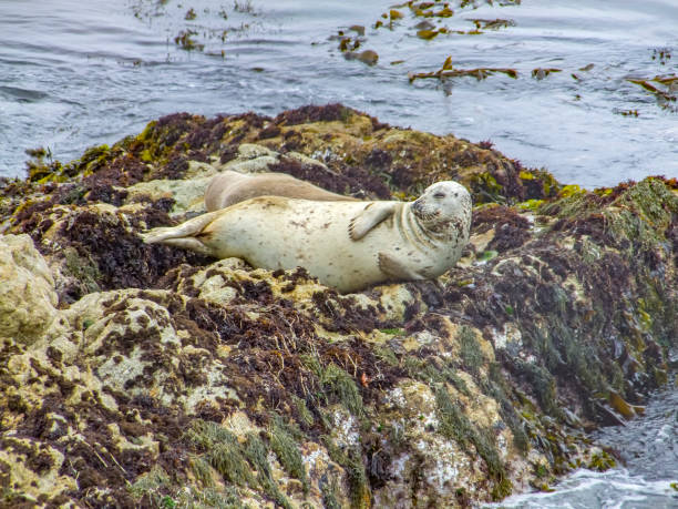 istock seals in California 893395078