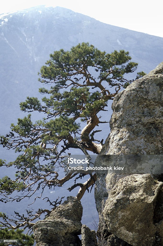 Albero di pino solitario su una scogliera - Foto stock royalty-free di Albero