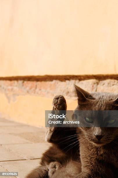 Venice Cat Stock Photo - Download Image Now - Blood, Street, Animal