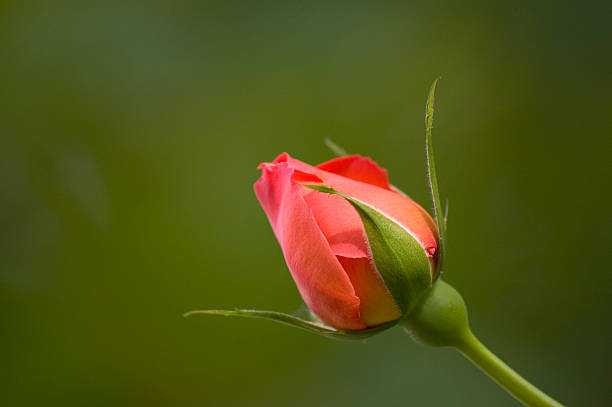 Rosa Botão de abertura - fotografia de stock