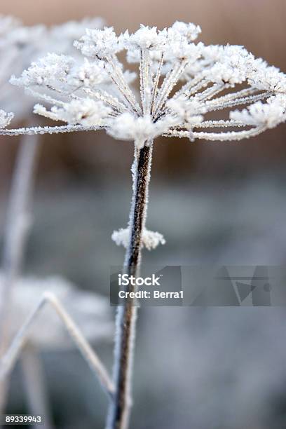 Frosty Flower Stock Photo - Download Image Now - Color Image, Flower, Frost
