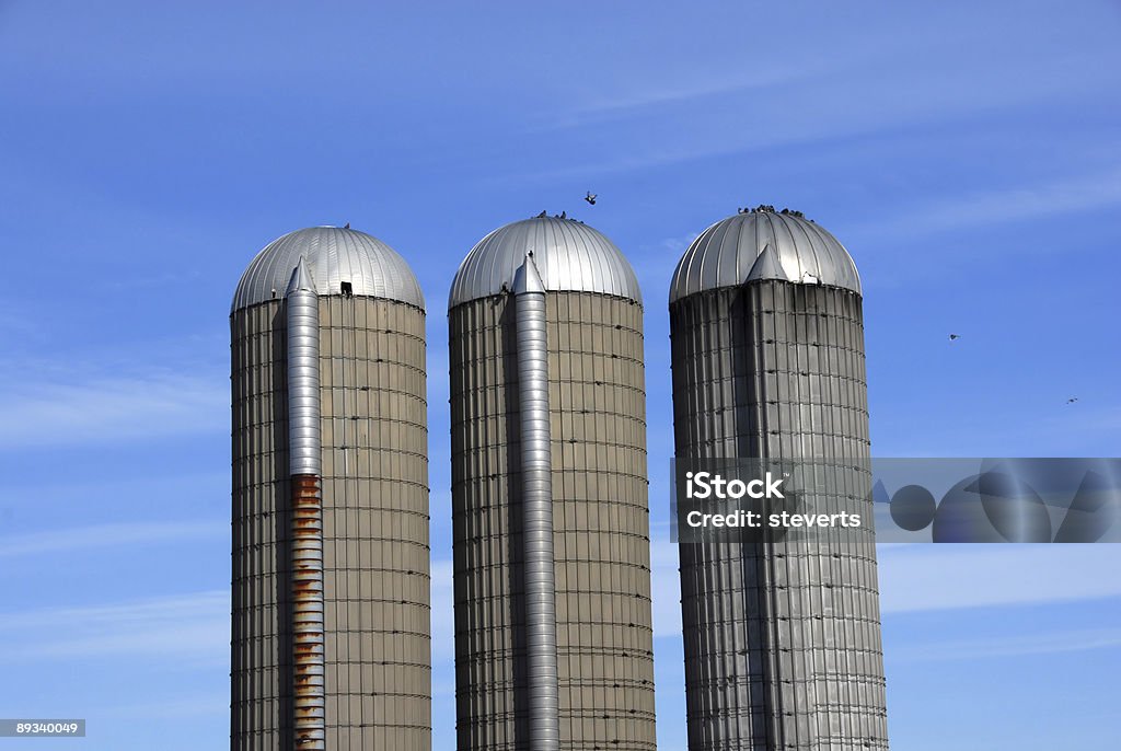 Three Silos and Pigeons Pigeons on top of three concrete silos.  Agriculture Stock Photo