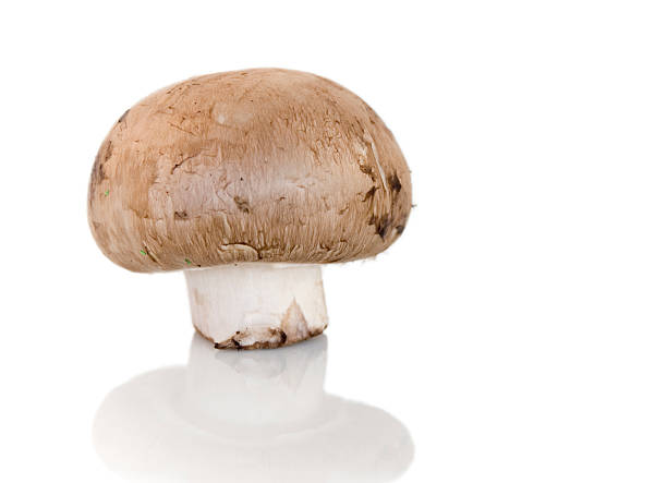 marrone pulsante a fungo - edible mushroom white mushroom isolated white foto e immagini stock