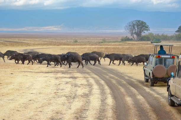 safari in africa, tourists in jeeps watching buffalos crossing road in savannah of kruger national park, wildlife of south africa - kruger national park national park southern africa africa imagens e fotografias de stock