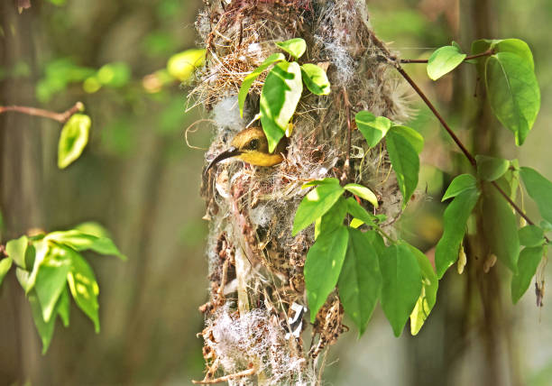 istock Closeup Olive-Backed Sunbird in Nest on Nature Background 893400802