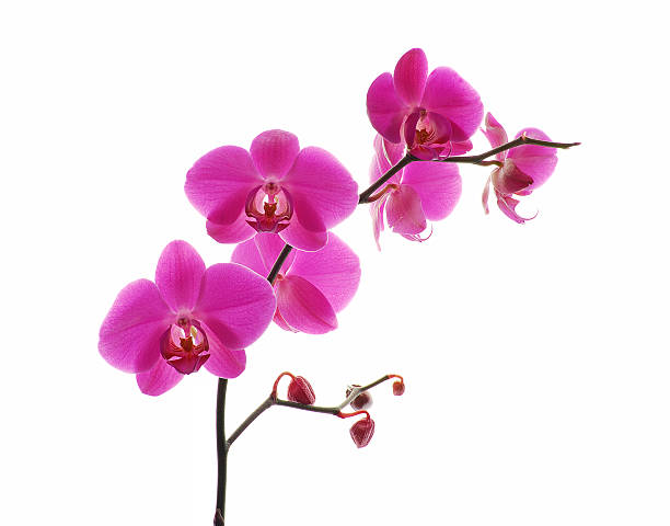Pink orchid against white background Pink orchid isolated on a white background orchid photos stock pictures, royalty-free photos & images