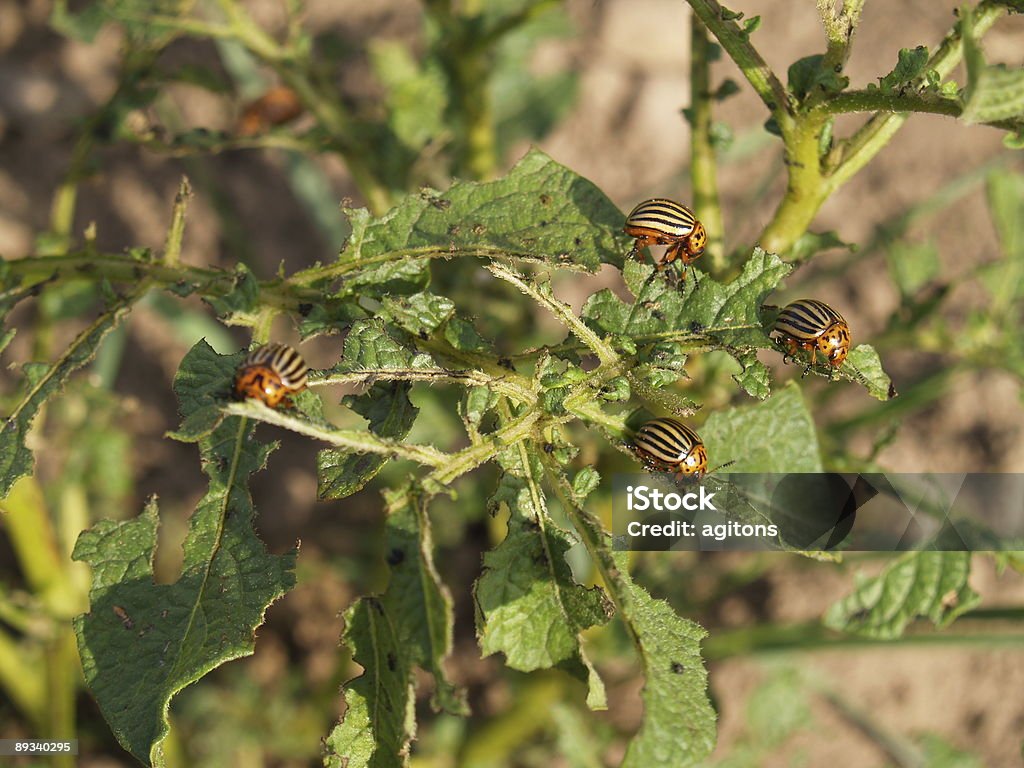beetles colorado - Foto de stock de Agricultura libre de derechos
