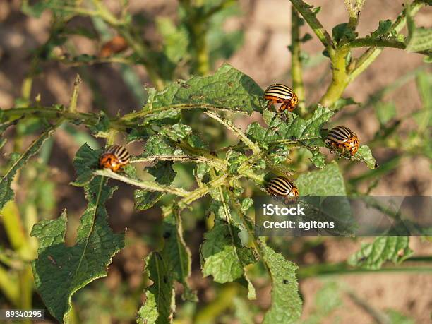 Beetles Colorado Foto de stock y más banco de imágenes de Agricultura - Agricultura, Aire libre, Animal