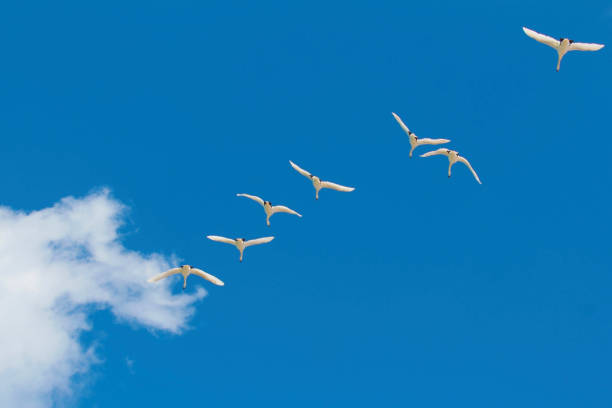 istock A flock of swans. 893403216