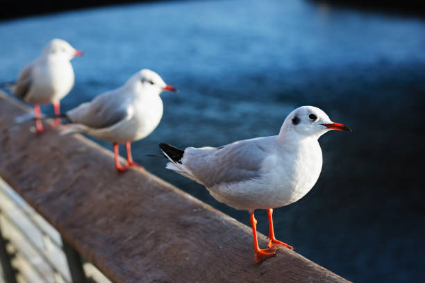 istock Young seagulls on sitting on the bridge, Dublin, Ireland 893403276