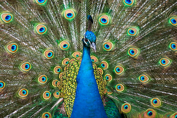 cores do the peacock - mating ritual - fotografias e filmes do acervo