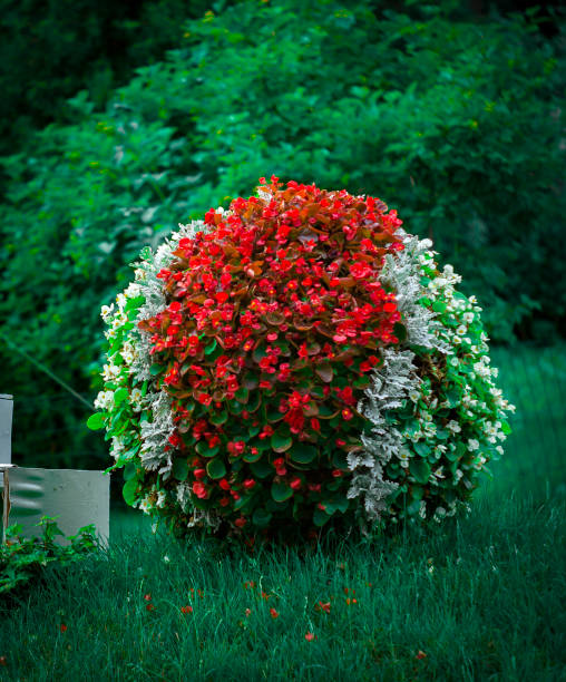 estilo japonés de flores, con flores multicolores anuales - scented asia asian culture bunch fotografías e imágenes de stock