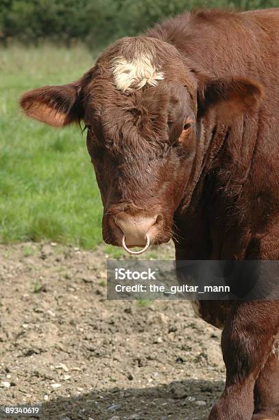 Rosso Bull - Fotografie stock e altre immagini di Agricoltura - Agricoltura, Ambientazione esterna, Animale