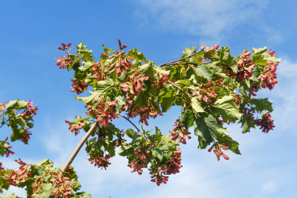 oddział acer ginnala - maple tree tree autumn red zdjęcia i obrazy z banku zdjęć