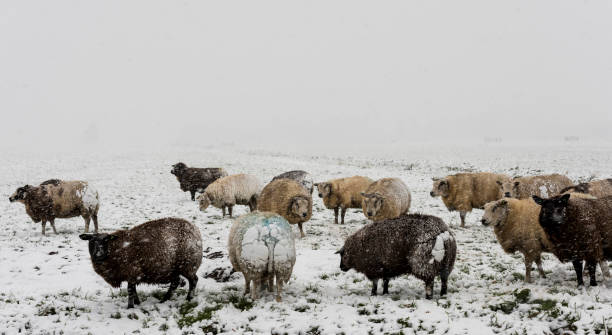 istock Sheep Winter Snow Storm Noordeloos 893407352