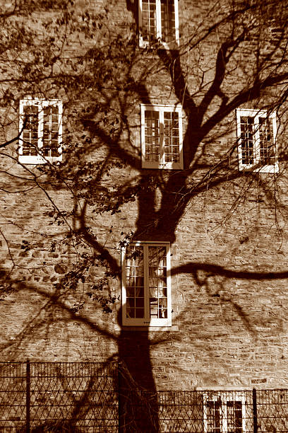 tree shadow stock photo