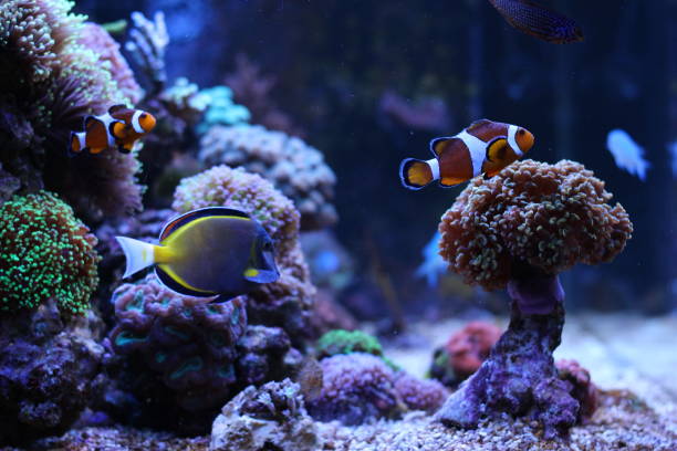istock Aquarium fishes 893409828