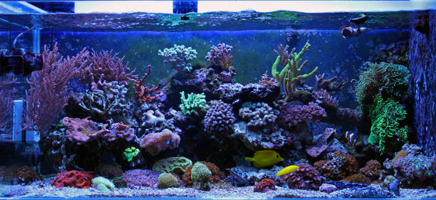 istock Coral reef aquarium tank 893409832