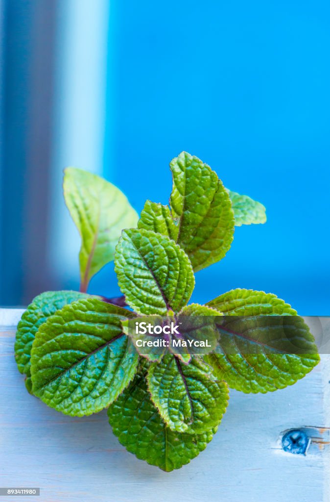 Blossoming of a mint plant in nature Blossoming of a mint plant in nature. Adult Stock Photo