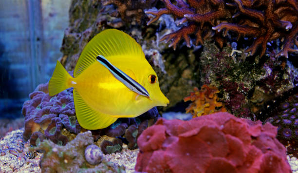 Cleaning time in reef aquarium cleaner wrasse cleans yellow tang labroides dimidiatus stock pictures, royalty-free photos & images