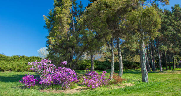 Azalia, which blooms in a spring park on a spacious lawn, in the botanical garden named after Grishka Azalia, which blooms in a spring park on a spacious lawn, in the botanical garden named after Grishka. rhododendron cinnabarinum stock pictures, royalty-free photos & images