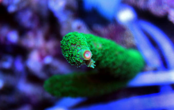 Coral in reef aquarium tank Coral in reef aquarium tank seoul zoo stock pictures, royalty-free photos & images