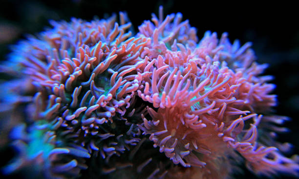 istock Coral in reef aquarium tank 893413016