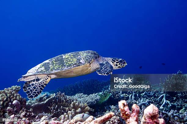 Tartaruga - Fotografias de stock e mais imagens de Animal - Animal, Animal selvagem, Ao Ar Livre