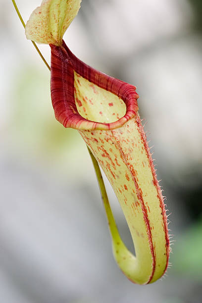 única nepenthes sp. flor - nepenthales fotografías e imágenes de stock