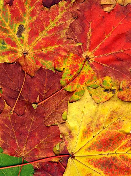istock vivid autumnal colors 89341878