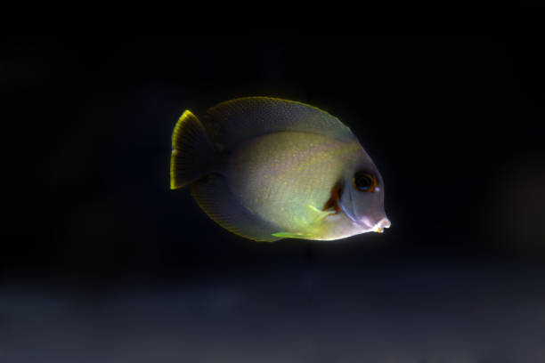 Chocolate tang Fish in reef aquarium tank seoul zoo stock pictures, royalty-free photos & images