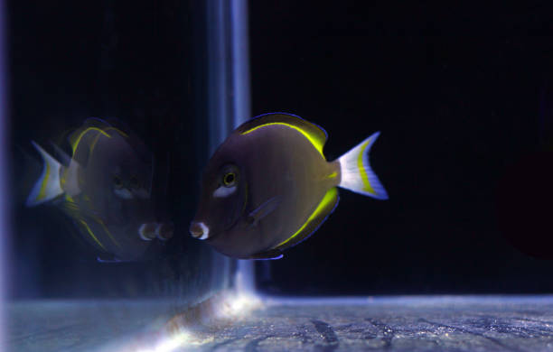Powder black tang Fish in reef aquarium tank seoul zoo stock pictures, royalty-free photos & images
