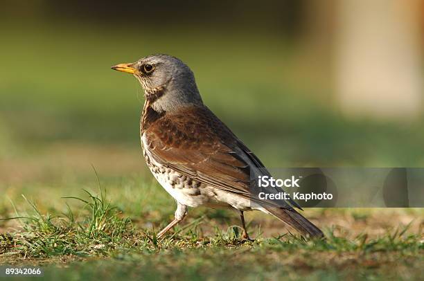 Photo libre de droit de Grive Litorne banque d'images et plus d'images libres de droit de Aile d'animal - Aile d'animal, Aliment, Animal mâle