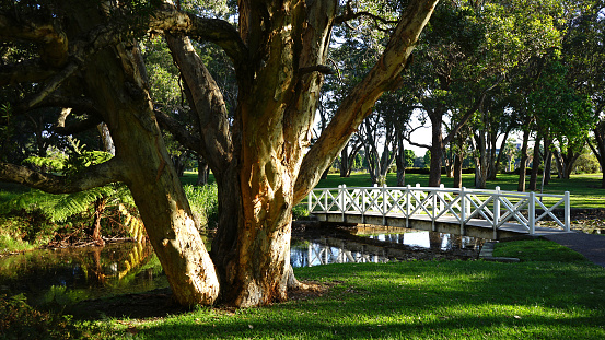 Trees and meadows in the sun at dusk