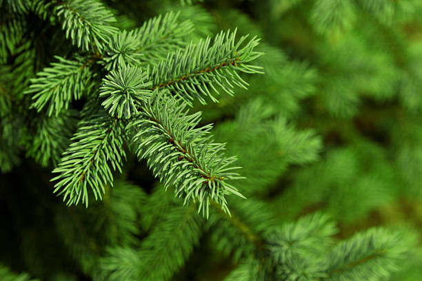 sfondo di natale abete - christmas tree christmas tree artificial foto e immagini stock