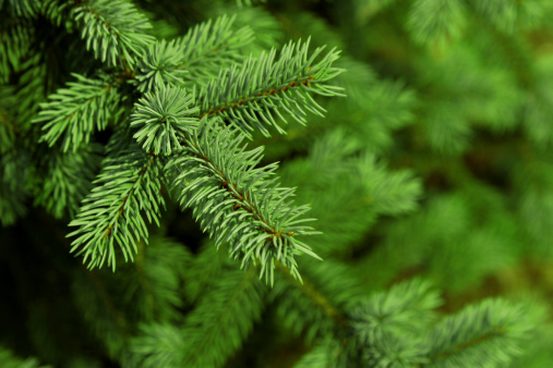 Christmas spruce tree background. Green branch with SOF. See more::::