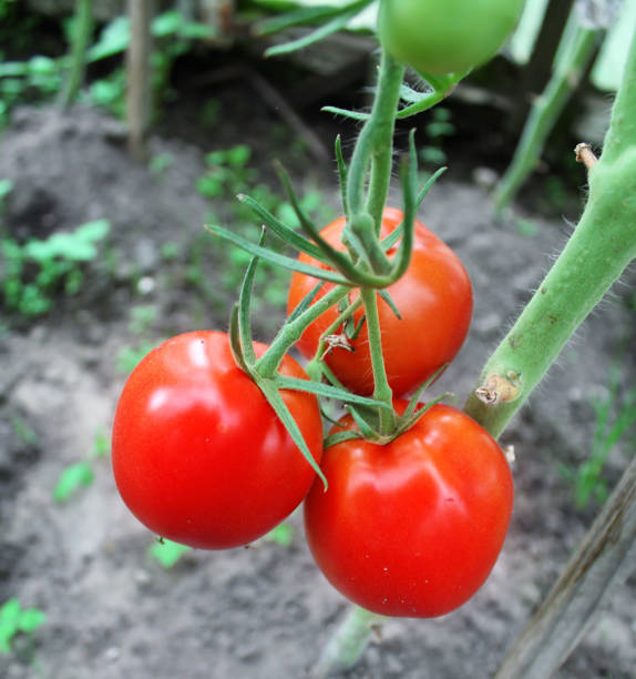 istock Red ripe tomatoes on a vegetable garden 893423660