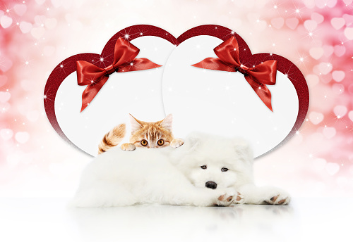 valentine gift card or pets store signboard with cat and dog together heart shape and red ribbon bow on christmas lights background blank template and copy space