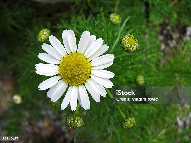 Camomile Stock Photo - Download Image Now - Blossom, Botany, Bright