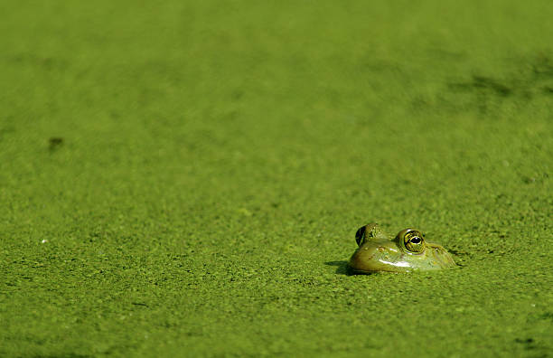 rã-gigante & alga - american bullfrog amphibian animal bullfrog imagens e fotografias de stock