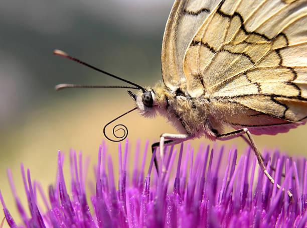 butterfly stock photo