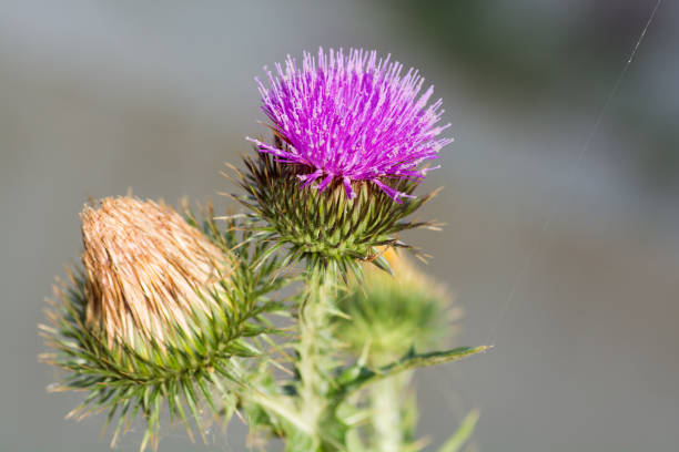 istock Blossoming beautiful flower with burdock prickles 893426776