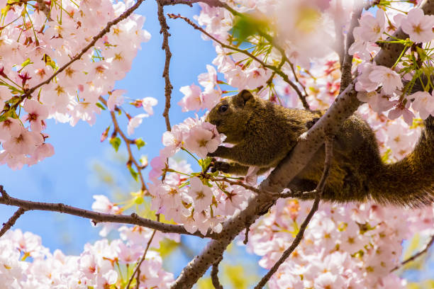 4,000+ Japanese Squirrel Stock Photos, Pictures & Royalty-Free Images
