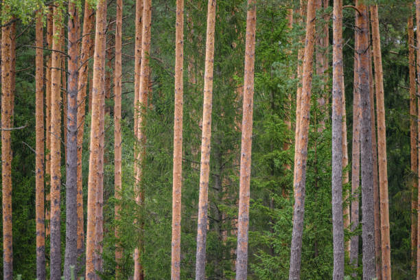 istock clear morning in the woods. spruce and pine tree forest with trunks in summer 893430318