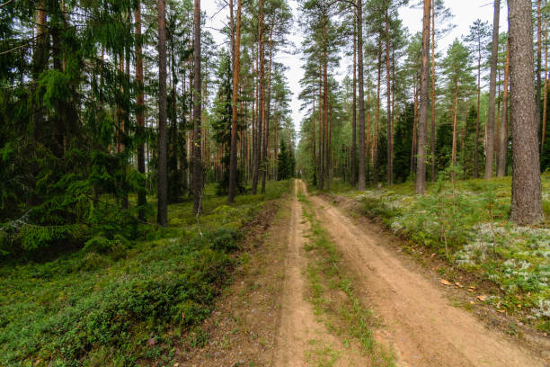 istock empty road in the countryside in summer. gravel surface 893430384