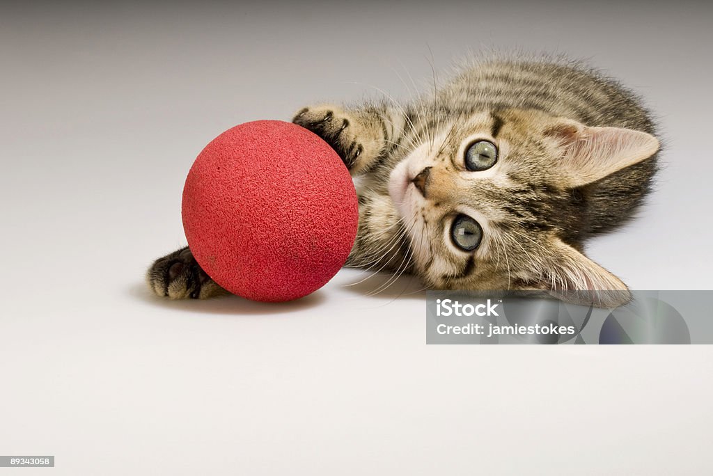 Bengala mascota de pelota de rojo - Foto de stock de Animal libre de derechos