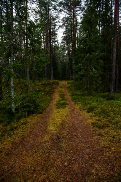istock empty forest road in the countryside in autumn. gravel surface 893430726
