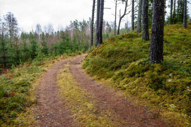 istock empty forest road in the countryside in autumn. gravel surface 893430740