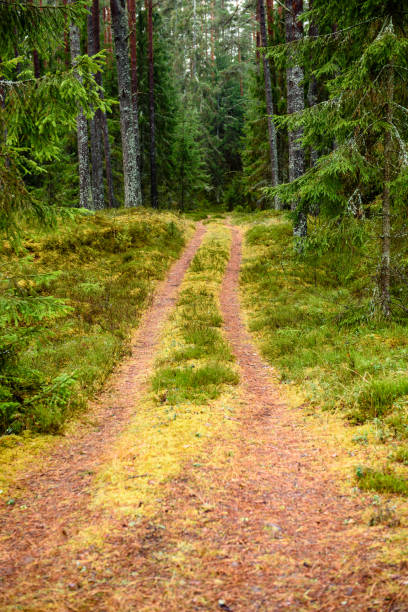 istock empty forest road in the countryside in autumn. gravel surface 893430742