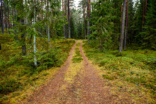 istock empty forest road in the countryside in autumn. gravel surface 893430762